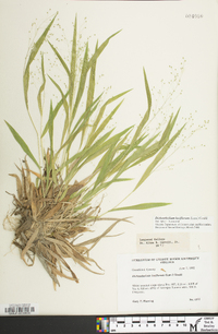 Dichanthelium laxiflorum image