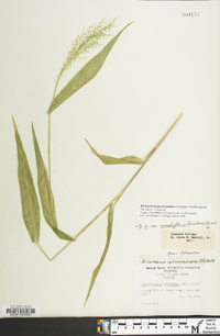 Dichanthelium polyanthes image