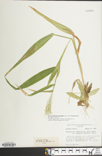 Dichanthelium polyanthes image