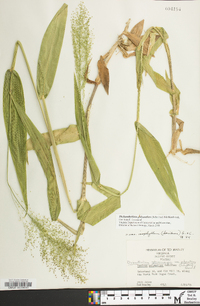 Dichanthelium polyanthes image