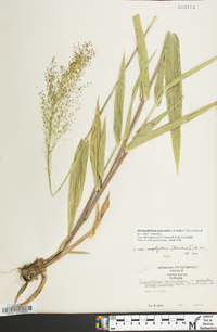 Dichanthelium polyanthes image