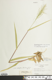 Dichanthelium polyanthes image