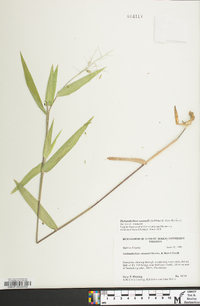 Dichanthelium ravenelii image