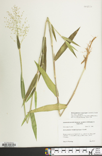 Dichanthelium scoparium image