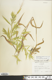 Dichanthelium scoparium image