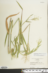 Dichanthelium scoparium image