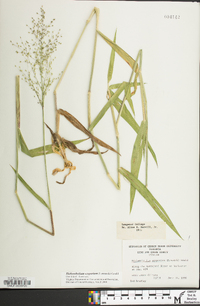 Dichanthelium scoparium image