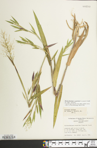 Dichanthelium scoparium image