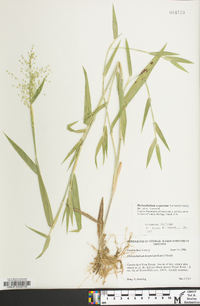 Dichanthelium scoparium image