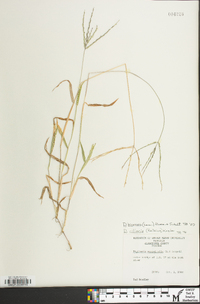 Digitaria bicornis image