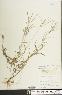 Digitaria bicornis image