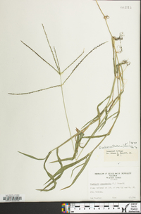 Digitaria ciliaris image