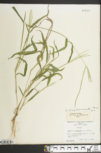 Digitaria ciliaris image