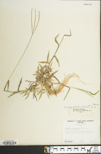 Digitaria ciliaris image