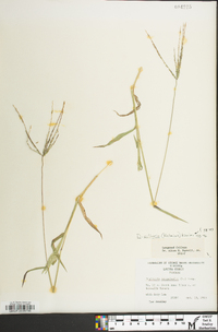 Digitaria ciliaris image