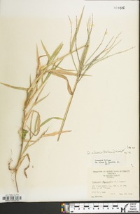 Digitaria ciliaris image