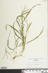 Digitaria ischaemum image