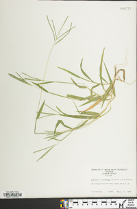 Digitaria ischaemum image