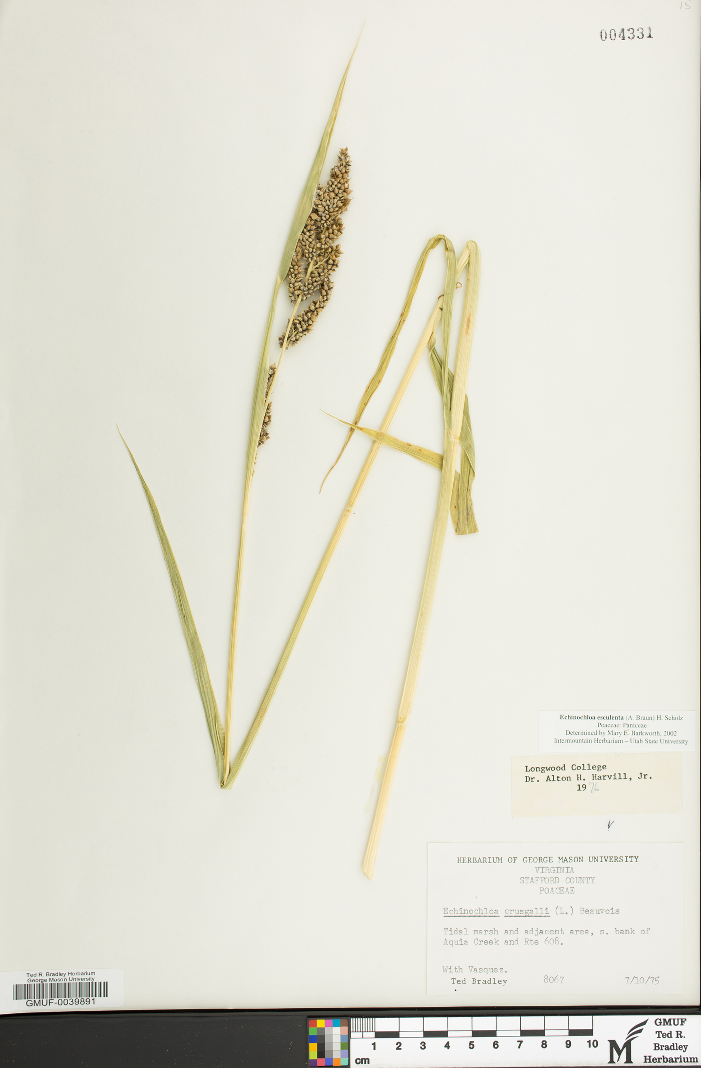 Echinochloa esculenta image