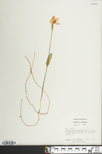 Pogonia ophioglossoides image