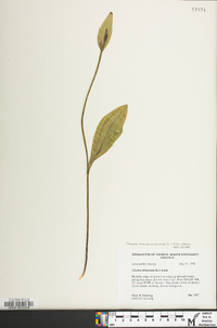 Pogonia ophioglossoides image