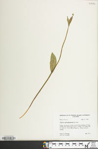 Pogonia ophioglossoides image