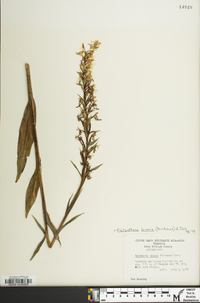 Platanthera lacera image