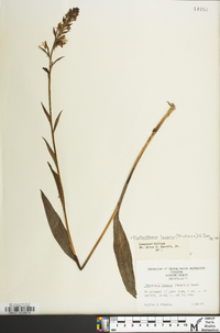 Platanthera lacera image