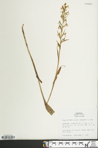 Platanthera lacera image