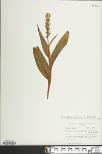 Platanthera flava var. herbiola image