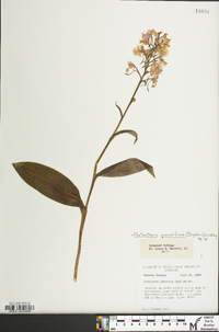 Platanthera grandiflora image