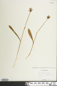 Platanthera clavellata image