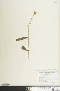 Platanthera clavellata image