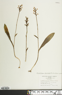 Platanthera clavellata image