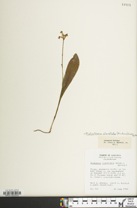 Platanthera clavellata image