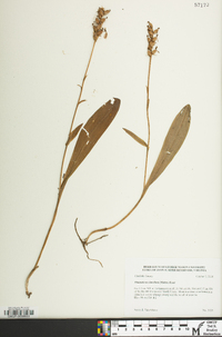 Platanthera clavellata image