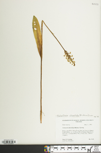 Platanthera clavellata image