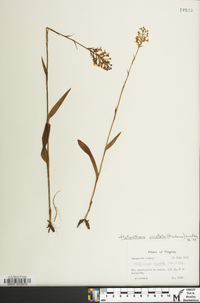 Platanthera cristata image