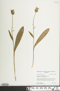 Platanthera clavellata image