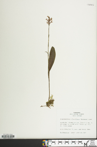 Platanthera clavellata image