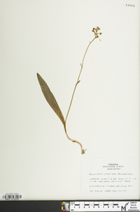 Platanthera clavellata image