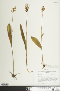 Platanthera clavellata image