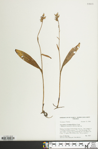 Platanthera clavellata image