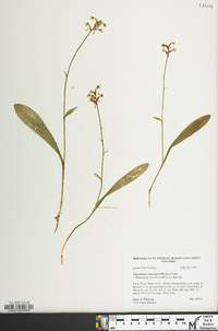 Platanthera clavellata image