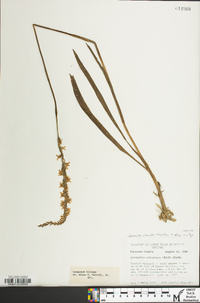 Spiranthes vernalis image