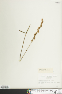 Spiranthes vernalis image