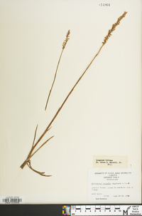 Spiranthes vernalis image