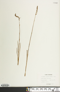 Spiranthes vernalis image