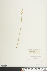 Spiranthes tuberosa image