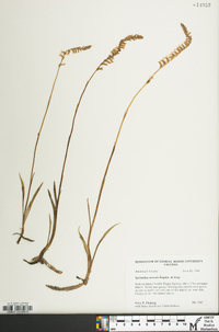 Spiranthes vernalis image